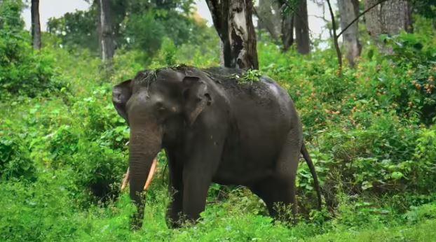 چکمگلورو: جنگلی ہاتھیوں کے حملے میں ایک ہی دن میں تین افراد ہلاک