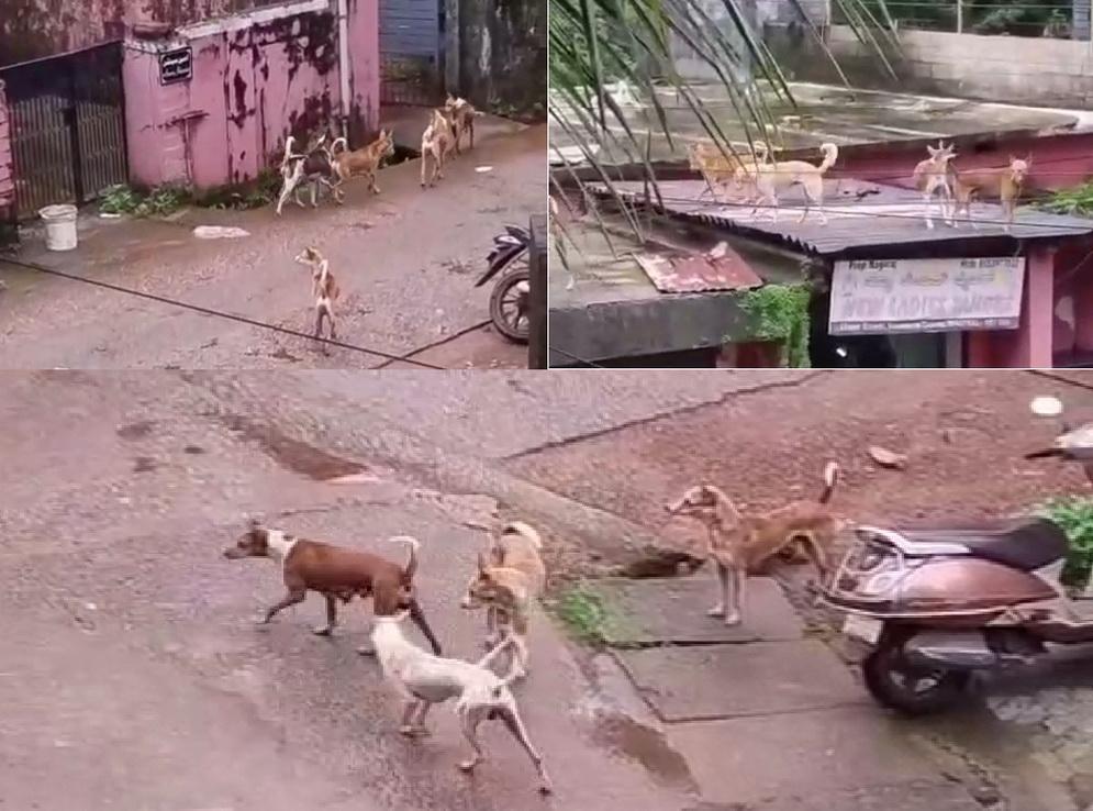 بھٹکل میں آوارہ کتوں کی دہشت؛ تین دنوں میں 15 سے زائد افراد زخمی، بچوں کی تعداد زیادہ