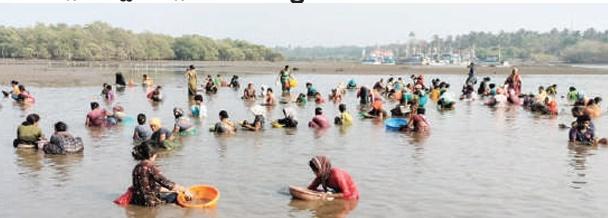 انکولہ میں سیپیاں جمع کرنے کے لیے لوگوں کا ہجوم