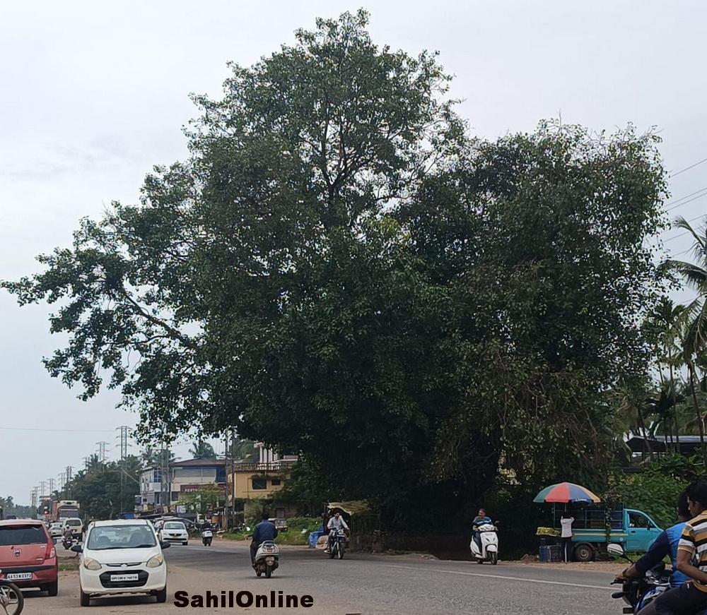 بھٹکل نیشنل ہائی وے توسیع : رنگین کٹے کے پاس درخت اور چبوترا ہٹانے کی تیاری - تحصیلدار نے جاری کیا نوٹس