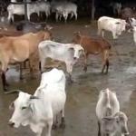بھٹکل چیک پوسٹ پر جانوروں سے بھری لاری ضبط تین گرفتار