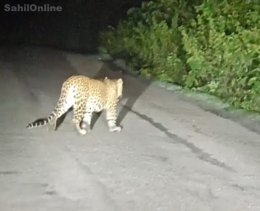 ڈانڈیلی میں گنیش گوڈی کے پاس چیتے کی چہل پہل