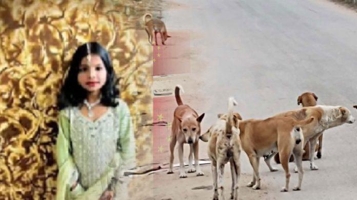 باگلکوٹ میں آوارہ کتوں کے حملے میں زخمی ہونے والی لڑکی فوت