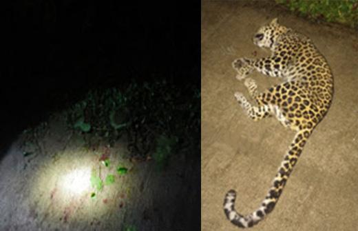 برہماور : بائک کی ٹکر سے چیتا ہلاک - بائک سوار شدید زخمی