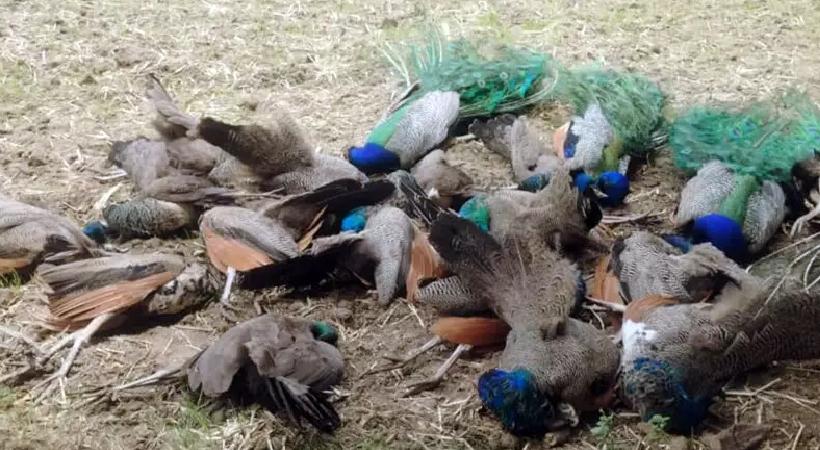 کرناٹک میں 20 مور پراسرار طور پر ہلاک، دیگر جنگلی جانوروں کی اموات سے تشویش