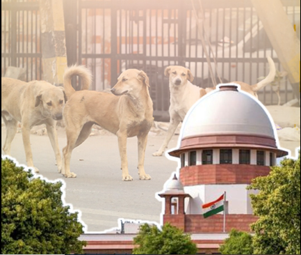 سپریم کورٹ کا سخت نوٹس: 8 ہفتوں میں تمام آوارہ کتے ڈاگ شیلٹر منتقل کیے جائیں