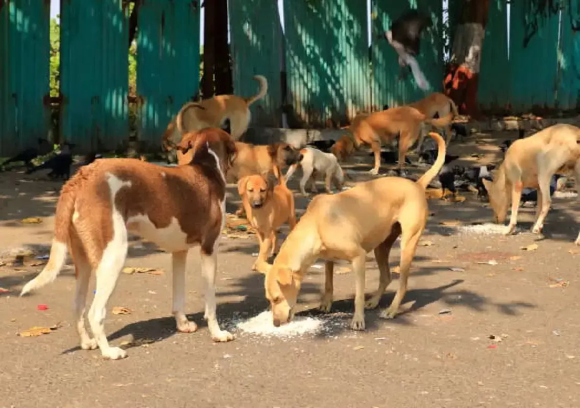 اڈپی میں قائم ہوگا آوارہ کتوں کے لئے ایک ایکڑ زمین پر مشتمل ٹھکانہ