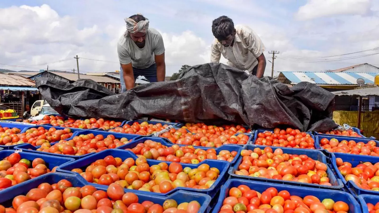 ایک کوئنٹل ٹماٹر کے عوض کسان کو صرف 20 روپے، کانگریس کا مودی حکومت پر سخت وار
