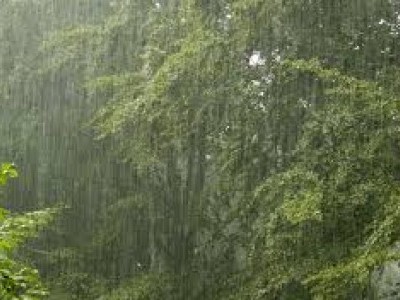 سرسی میں بے موسم بارش سے سپاری کو نقصان : کسان پریشان