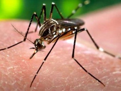Health Department constitutes 13 teams to prevent dengue spread in hot spot areas of Udupi
