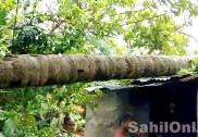 کاروار میں زوردار بارش؛ مکان پر ناریل کا درخت گرنے سے ایک خاتون زخمی