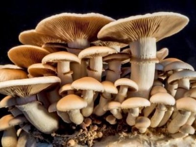 Beltangadi: Father and son die after eating poisonous mushrooms 