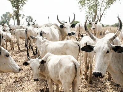 Cattle thieves kill 41 vigilantes in Nigeria's north
