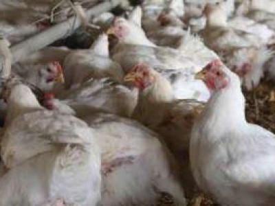 رانچی میں برڈ فلو کی تصدیق، انتظامیہ کا الرٹ جاری، متاثرہ علاقہ میں مرغیوں کی خرید و فروخت پر پابندی