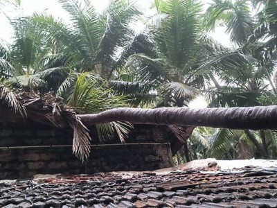 11 trees fell on rooftops in various neighborhoods of Bhatkal during a powerful half-hour rainstorm on Thursday afternoon
